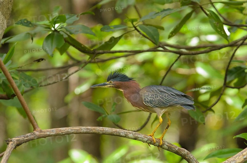 Green Heron (Butorides virescens) perched on a branch