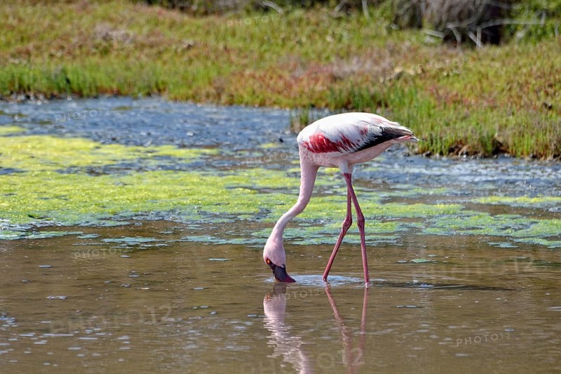 Lesser Flamingo (Phoenicopterus minor)