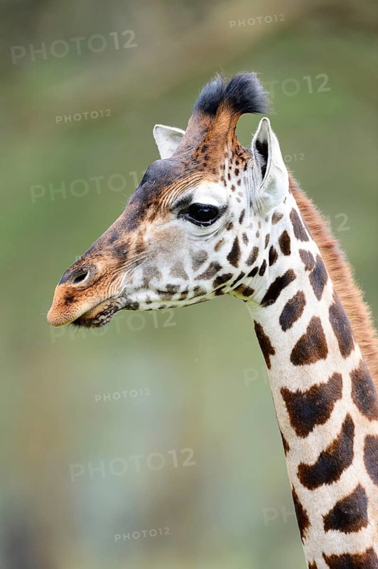 Rothschild's Giraffe (Giraffa camelopardalis rothschildi)