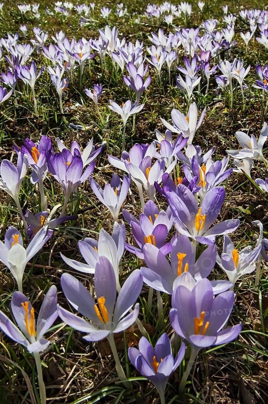 Crocuses (Crocus)