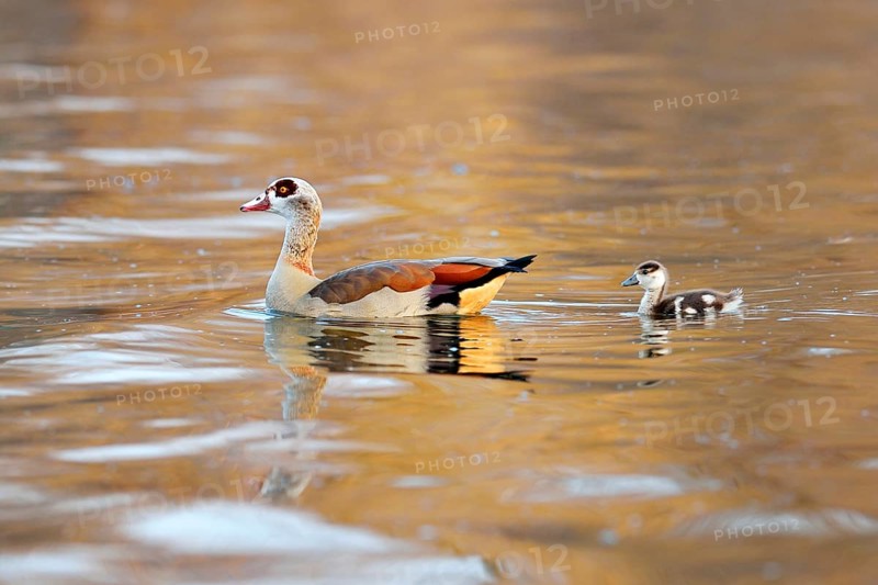 Egyptian goose (Alopochen aegyptiacus) with chicks