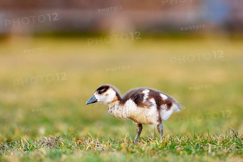 Egyptian goose (Alopochen aegyptiacus) chick