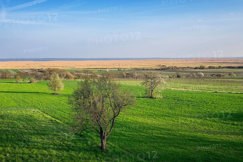 Neusiedler lake with reeds
