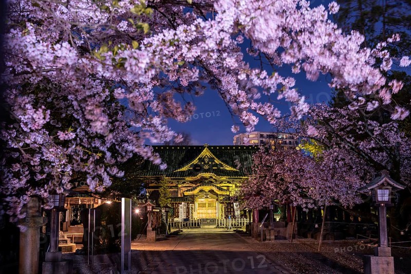 Ueno Toshogu Shrine at Night