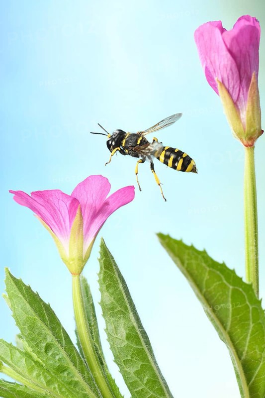 Grave wasp (Ectemnius cavifrons) in flight at the flower of Epilobium hirsutum (Epilobium hirsutum)