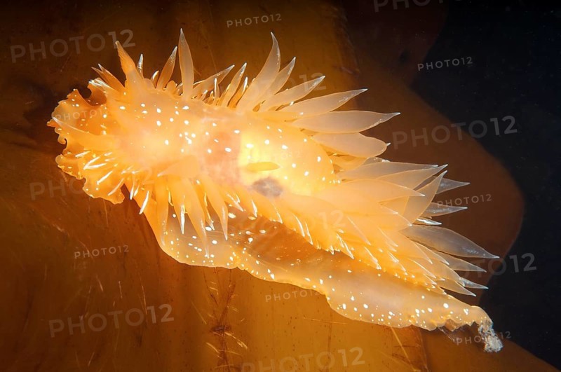 Gold Dirona (Dirona pellucida)