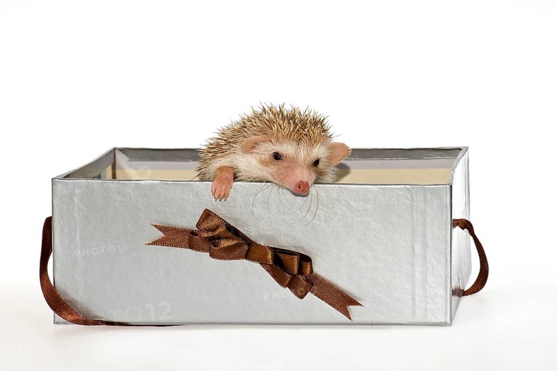Two Four-toed Hedgehogs or African Pygmy Hedgehogs (Atelerix albiventris)