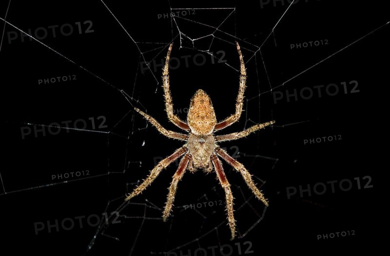 Hentz's orbweaverr (Neoscona crucifera)