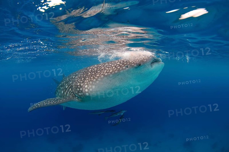 Whale shark (Rhincodon typus) Boholsee