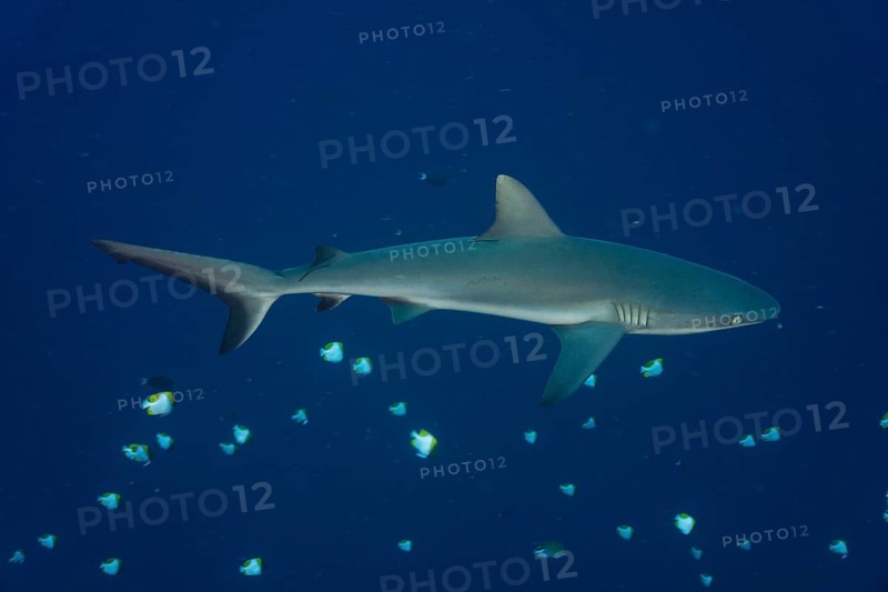 Grey Reef Shark (Carcharhinus amblyrhynchos)