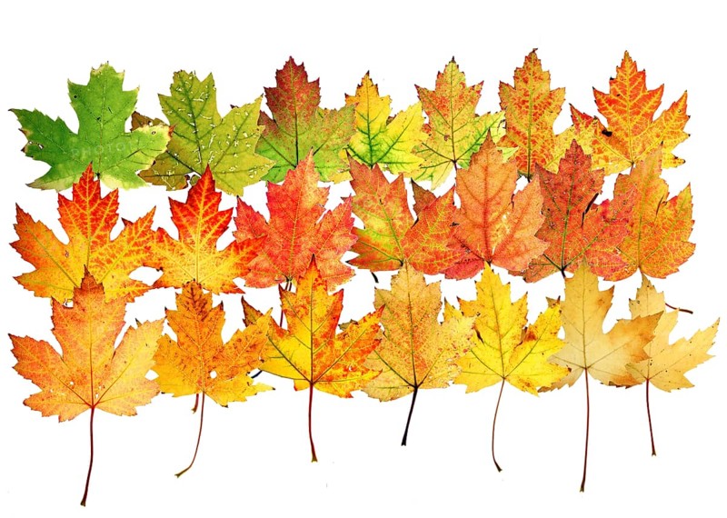 Autumn leaves