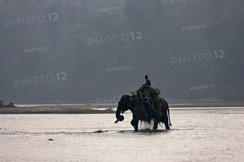 A mahout crosses the East Rapti River with his elephant at Sauraha