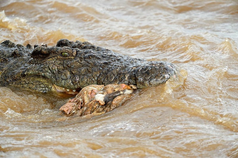 Nile Crocodile (Crocodylus niloticus) in the Mara River with remnants of a carcass in its mouth