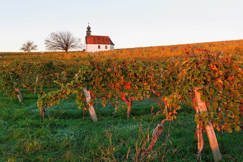 Autumnal vineyards