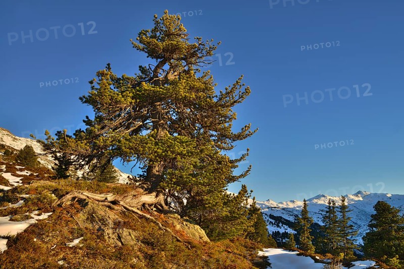 Stone pine (Pinus cembra)