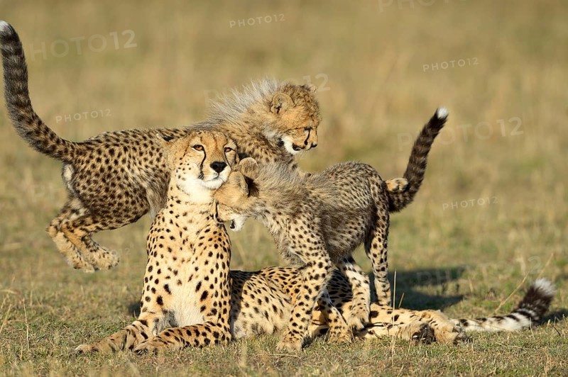 Cheetah (Acinonyx jubatus)