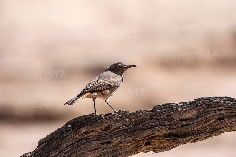 Familiar chat (Cercomela familiaris)