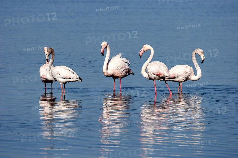 Greater Flamingos (Phoenicopterus roseus)