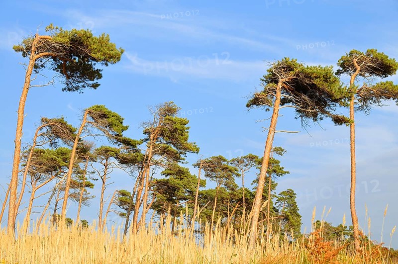 Pine (Pinus sylvestris)