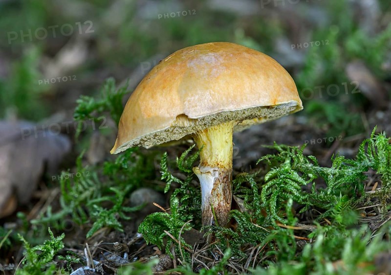 Greville's Bolete (Suillus grevillei)
