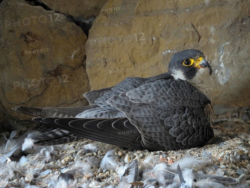 Peregrine Falcon (Falco peregrinus)