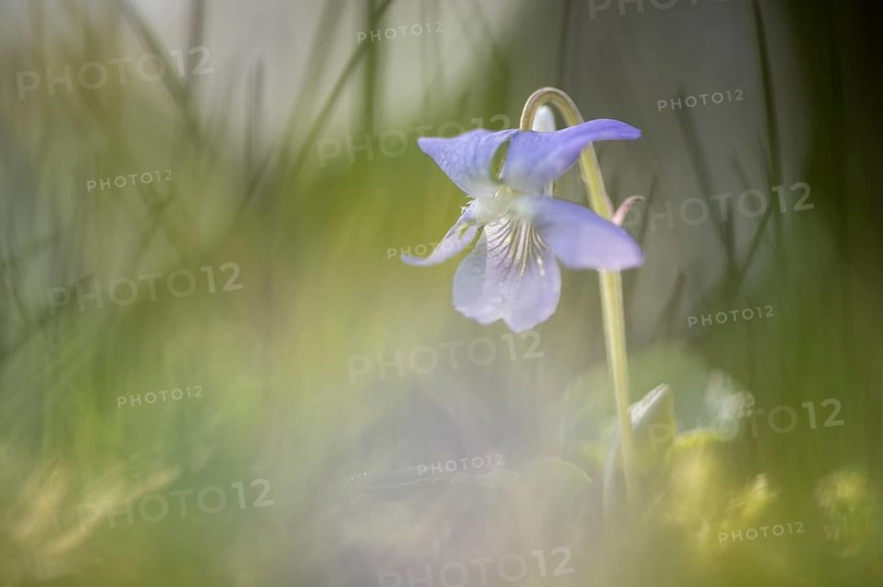 Heath dog-violet (Viola canina)