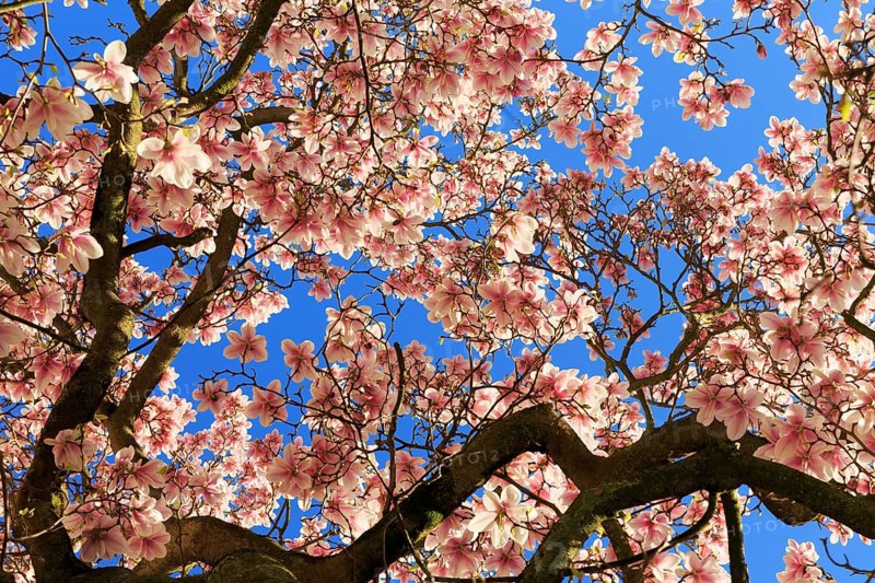 Blossoming magnolia tree