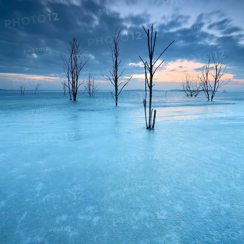Frozen Lake Geiseltal with dead trees in winter