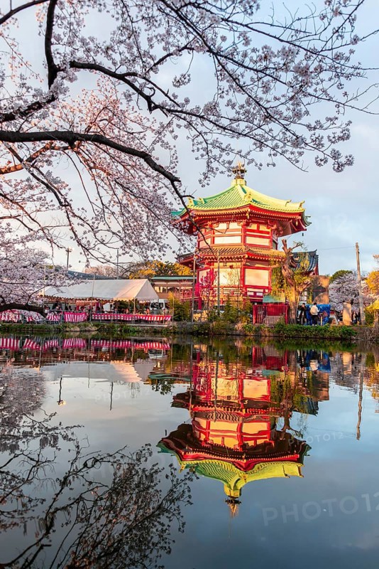 Cherry Blossoms at Shinobazu Pond