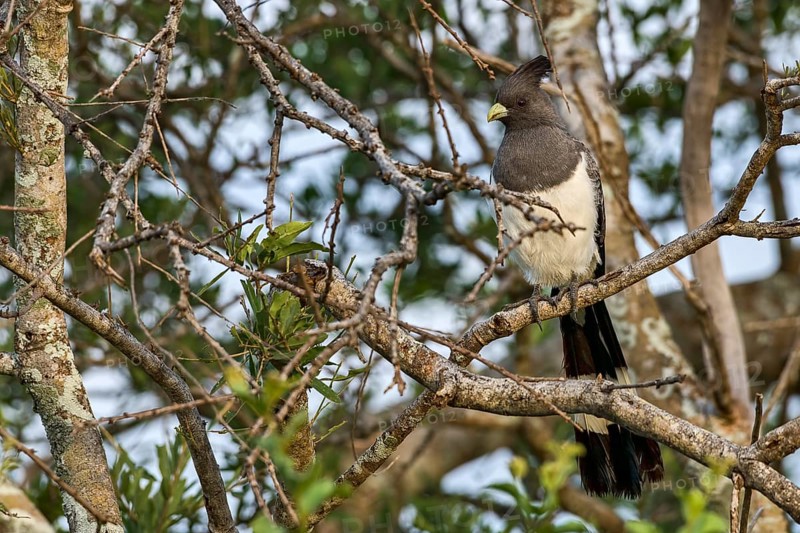 White-bellied go-away-bird (Corythaixoides leucogaster)