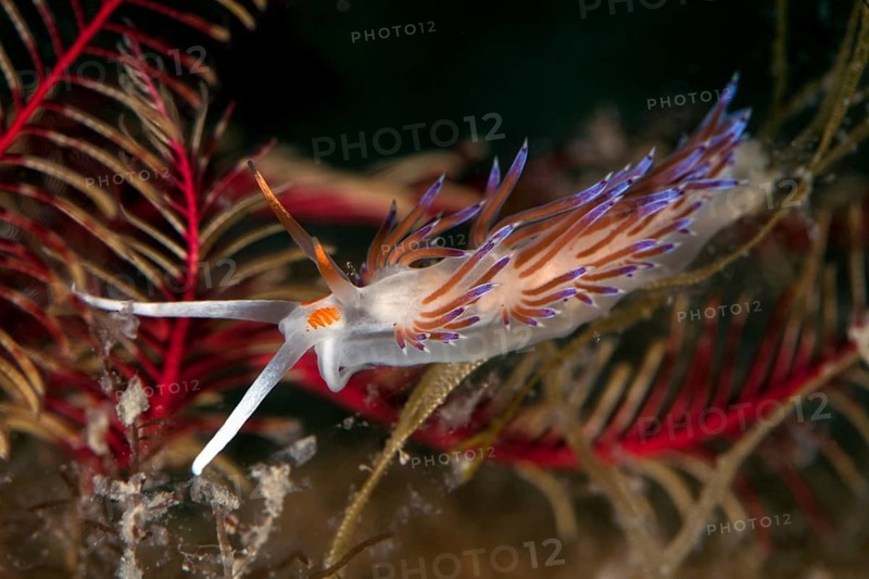 Cratena slug (Cratena peregrina)