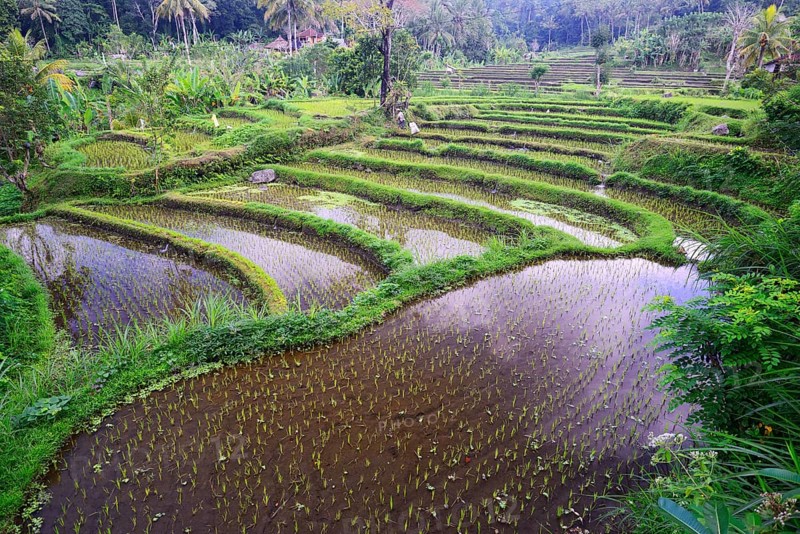Rice paddies and rice terraces
