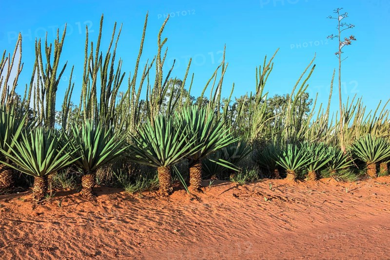 Sisal (Agave sisalana)