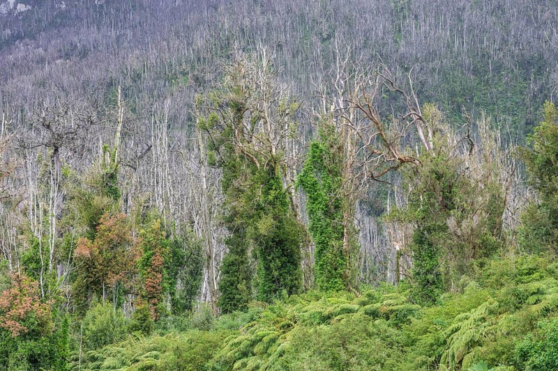 Destroyed forest by the outbreak of the Chaiten volcano