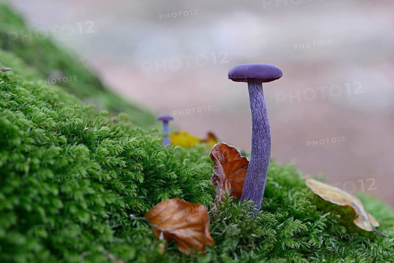 Amethyst Deceiver (Laccaria amethystina)