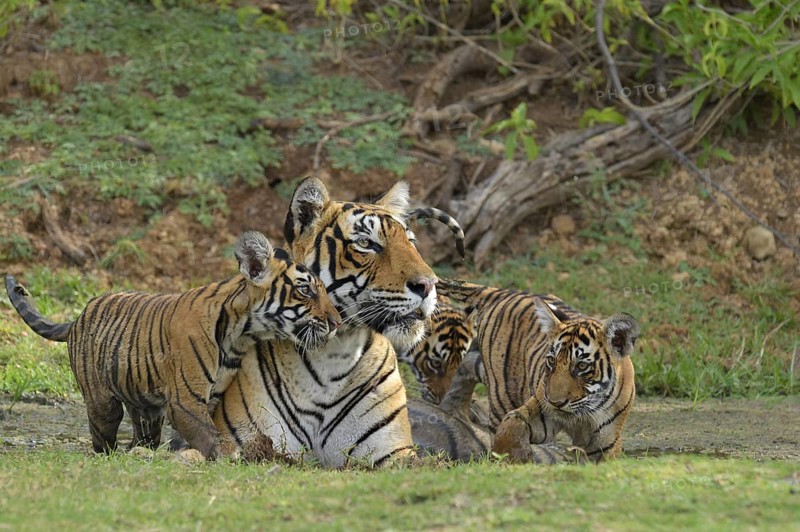Bengal Tigers (Panthera tigris tigris)