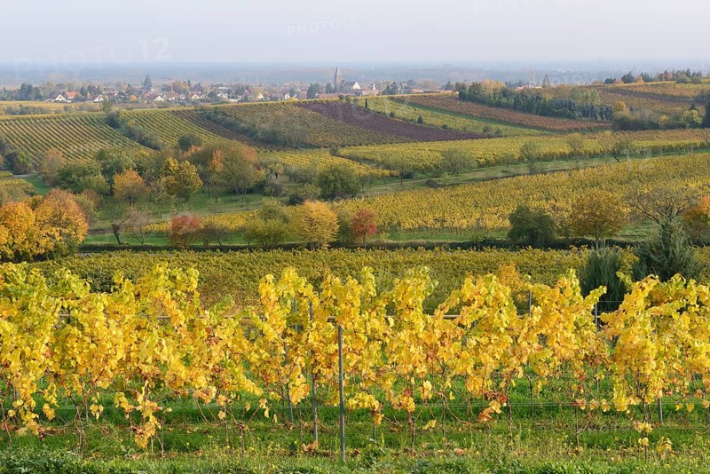 Vineyards