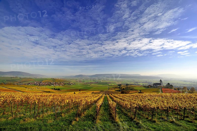 Vineyards in autumn with views of the Klettgau
