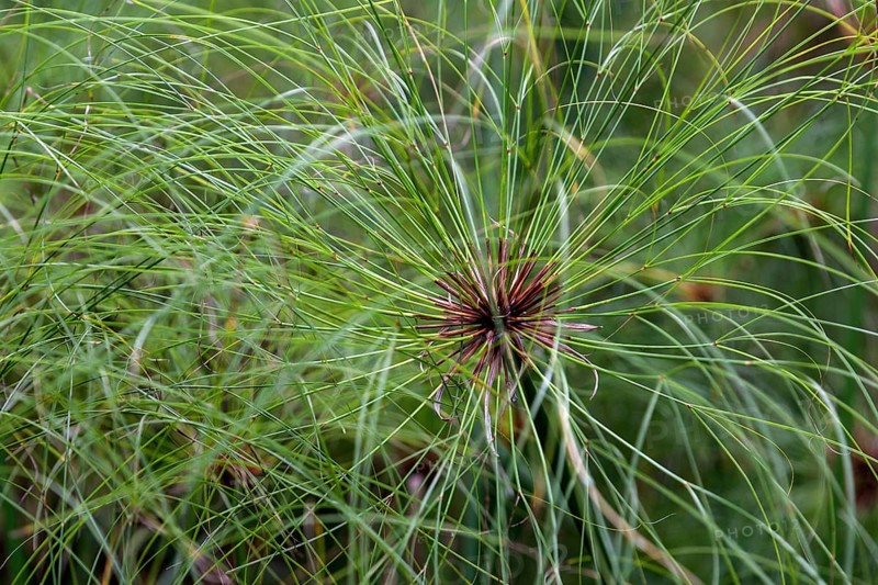 Papyrus sedge (Cyperus papyrus)