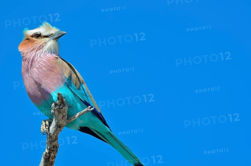 Lilac-breasted Roller (Coracias caudatus)