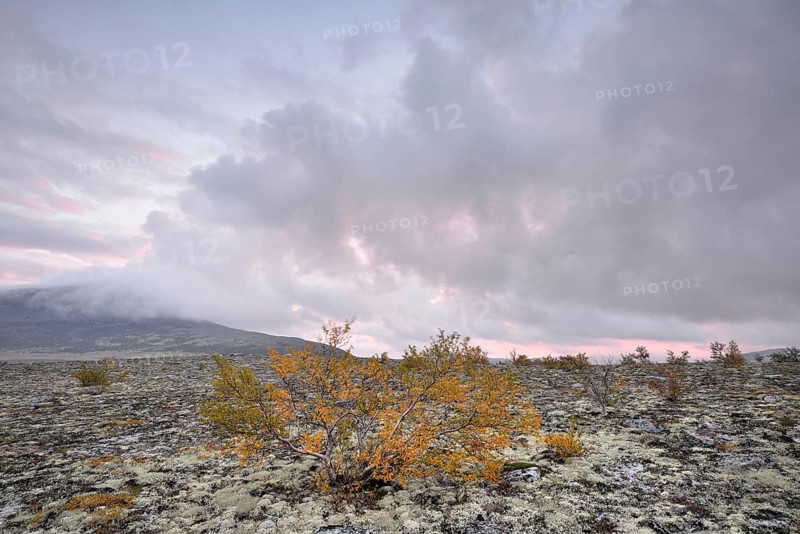 Downy Birch trees (Betula pubescens) and Reindeer Lichen (Cladonia rangiferina)