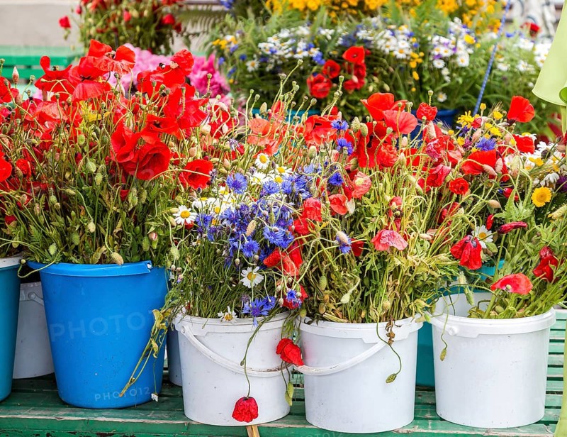 Poppies and wild flowers for sale at the flower market outside Riga Central Market