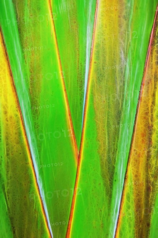 Traveller's Tree or Traveller's Palm (Ravenala madagascariensis)