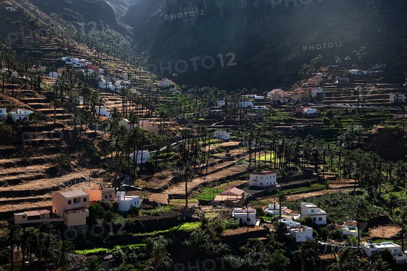Canary Island Date Palms (Phoenix canariensis)