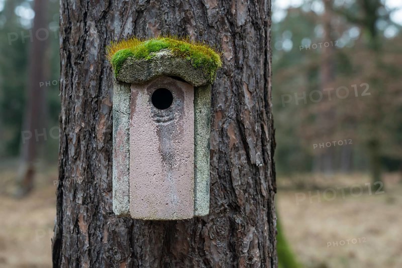 Moss-covered bird house
