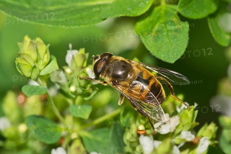 Drone fly (Eristalis tenax)