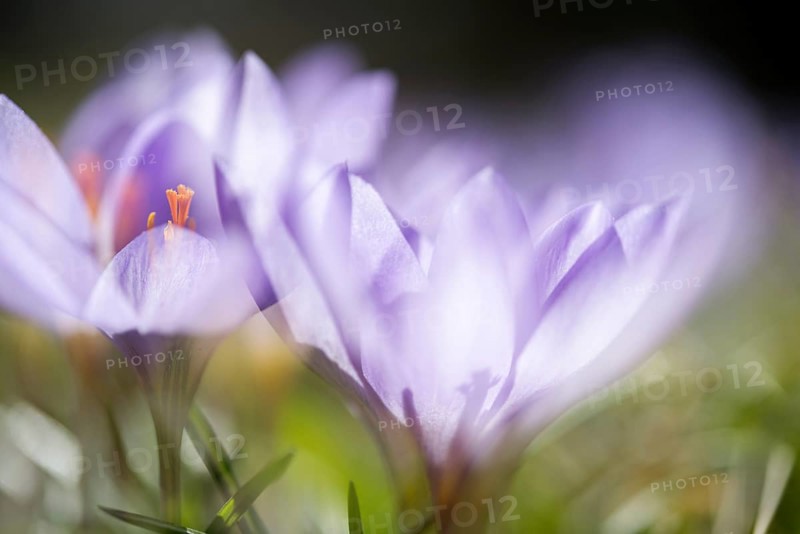 Woodland crocus (Crocus tommasinianus)