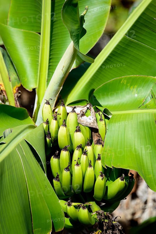Banana plant (Musa)