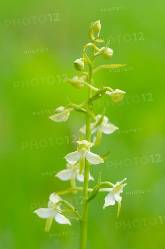 Greater Butterfly-orchid (Platanthera chlorantha)