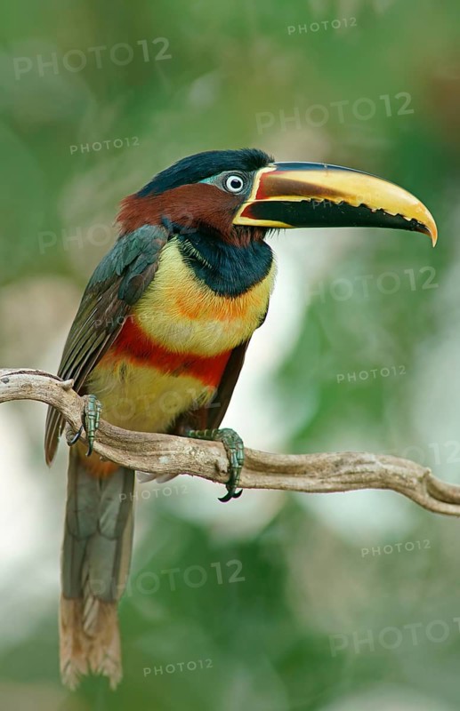 Chestnut-eared aracari (Pteroglossus castanotis) on a branch